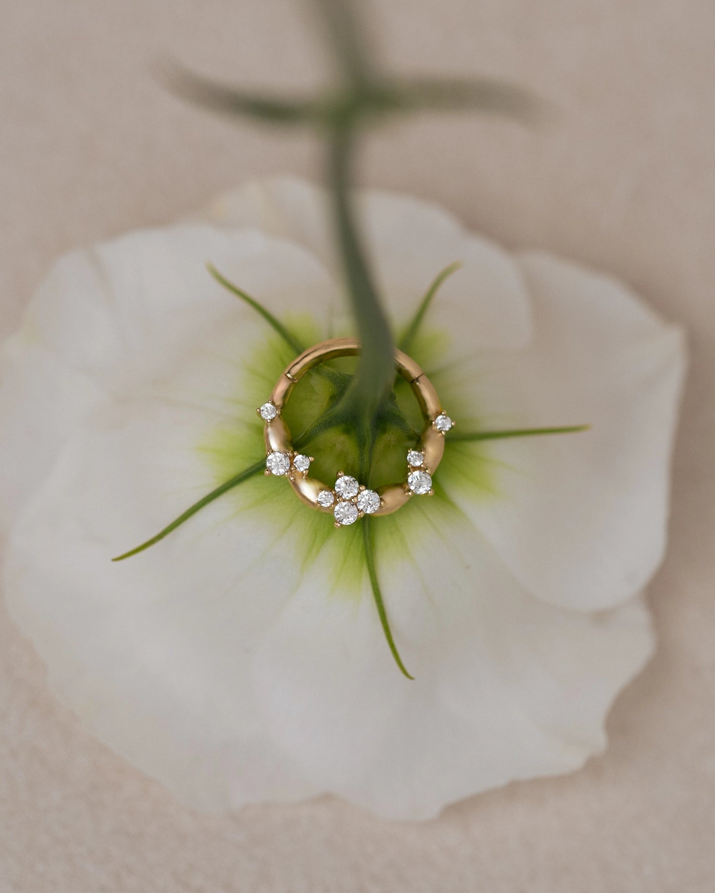 Fleur Daith auf einer Blume